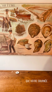 Affiche scolaire ancienne les Huîtres
